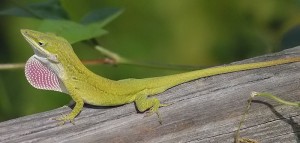 green anole